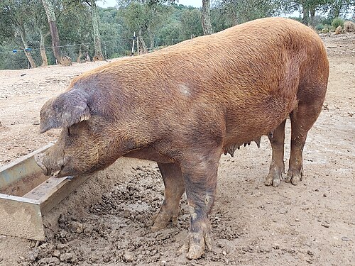 Cerdo de raza Duroc