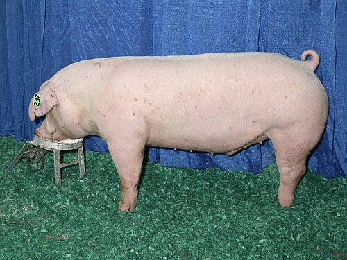 Cerdo de raza Landrace